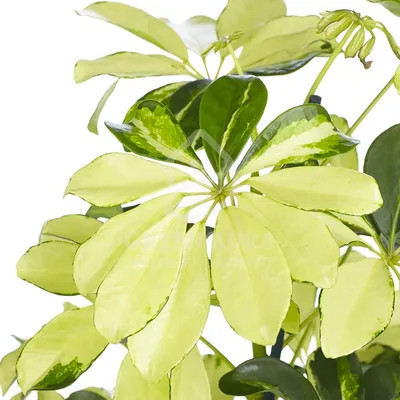Живое комнатное растение Шеффлера Жанин Растения для вас 161005197 купить в  интернет-магазине Wildberries