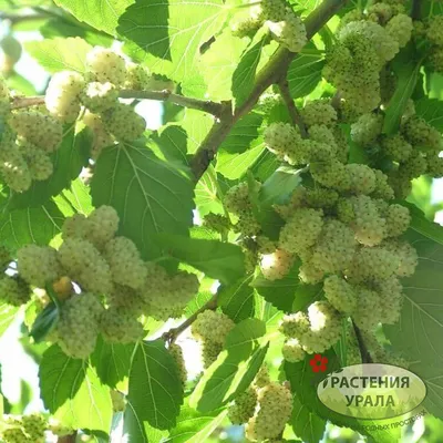 Шелковица Белая медовая 990 руб. AGRO48125