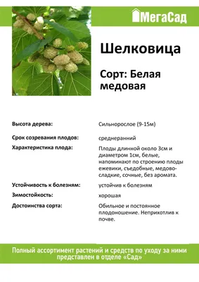 Шелковица белая крупноплодная Медовая (Привитая) | Чудеса Саду — Саджанці  та добрива