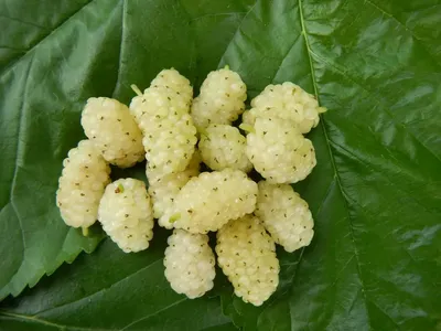 Купить Шелковица белая Медовая (Тутовник),ОКС в магазине Арсенал