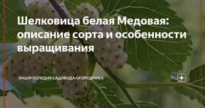 Шелковица Белая Медовая (Двухлетний, ОКС) - купить Саженцы шелковицы в  Киеве и Украине, выгодная цена Шелковица Белая Медовая в интернет-магазине  Agrostore ТМ (Агростор)