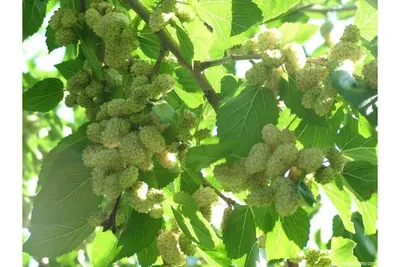 Саженцы Шелковица белая крупноплодная Медовая купить в Екатеринбурге