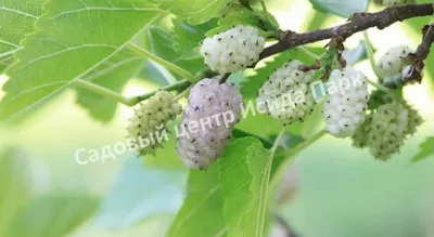🌱 Семена Шелковица белая Медовая, Семена, 20 шт. Цена от 350 руб. В наборе  качественные семена, инструкция и советы по проращиванию дерева дома.  Купить с доставкой и онлайн оплатой. - интернет-магазин Лесландия