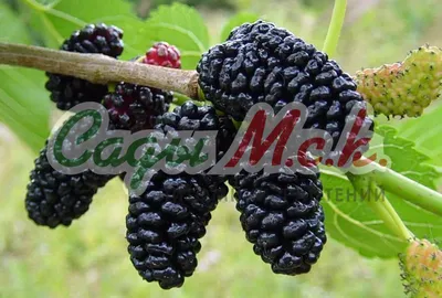 Саженцы шелковицы Медуничка (белая) купить в Москве по цене от 599 до 24850  руб. - питомник растений Элитный Сад