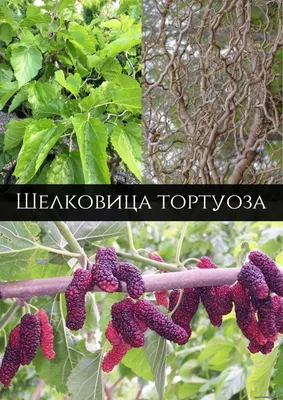 Шелковица белая крупноплодная \"Медовая\" (средний срок созревания) - купить  с доставкой по выгодным ценам в интернет-магазине OZON (503952640)