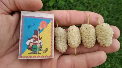 Саженец Шелковицы Медовая Белая купить в Украине с доставкой | Цена в  Svitroslyn.ua