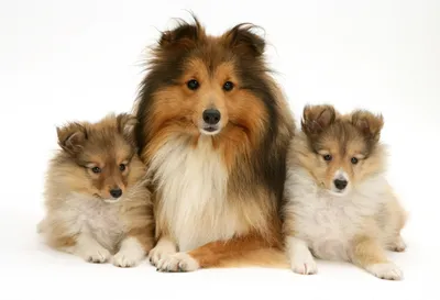 Шелти (Shetland Sheepdog) - это очень умная, активная и игривая порода собак.  Описание, фото, отзывы о породе.