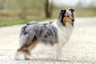 Шелти (Shetland Sheepdog) (Породы собак) Энциклопедия о животных EGIDA.BY
