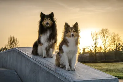 Шелти (Shetland Sheepdog) - это очень умная, активная и игривая порода собак.  Описание, фото, отзывы о породе.