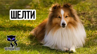Собаки » Породы » Шелти (шетландская овчарка)