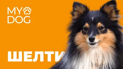 Комбинезон зимний \"Шелти\", 48см, Gamma купить оптом в Москве | AMMA