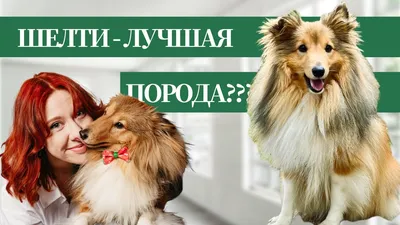 Интересные факты о шелти | PROpets | Дзен