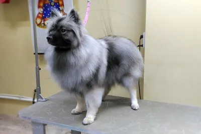 Шелти в России/Shelties in Russia | Facebook