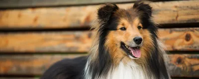 Шелти (англ. sheltie), или шетландская овчарка— порода собак, выведенная в  Великобритании. | Собаки, Животные, Шелти