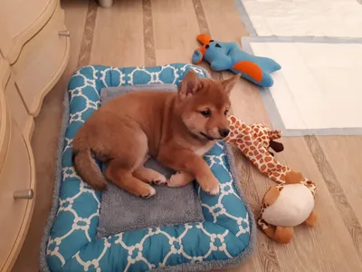 Stunning Japanese Shiba Inu Dog