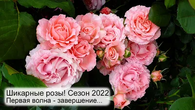 Купить Шикарные розы №160 в Москве недорого с доставкой