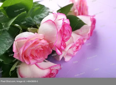 Шикарные розы фото фотографии