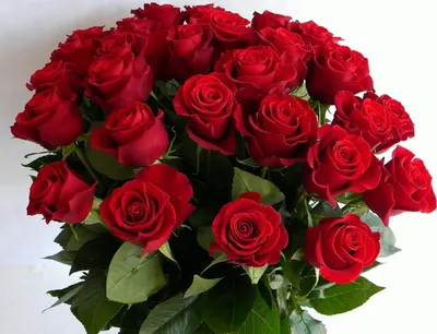 Пин от пользователя Sandy Odegard на доске Roses | Коралловые розы,  Красивые розы, Красивые цветы