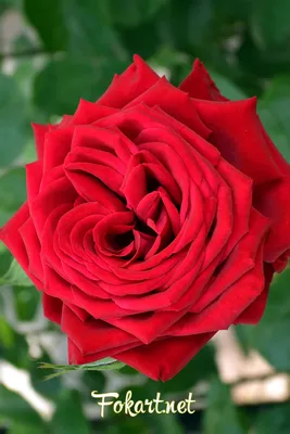 Flowerpiter.ru - Добавьте красок! Шикарные розы с поводом... | Facebook