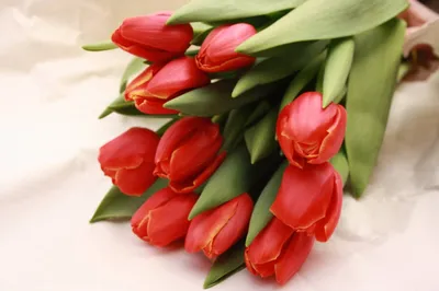 Шикарные красные тюльпаны в наличии🔥 Букет из 2️⃣5️⃣ Тюльпанов 😍 Всего за  1️⃣2️⃣5️⃣0️⃣р Для заказа 📌 звоните по номеру 606-888 ☎️ или… | Instagram