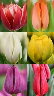 Шикарные тюльпаны - 86 фото