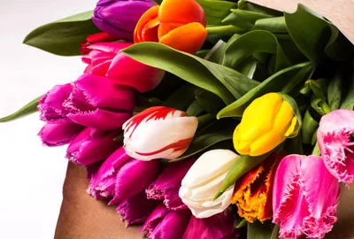 Статьи » Тюльпан — значение цветка