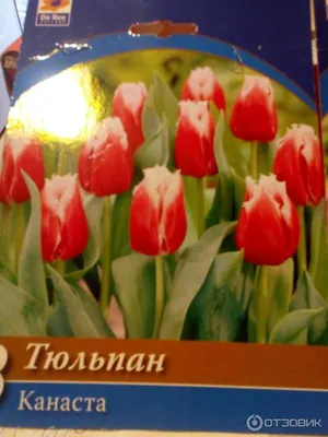 Шикарный букет из 101 белого тюльпана - купить с доставкой от ElitBuket