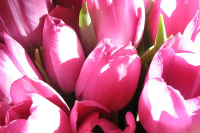 Шикарные пионовидные тюльпаны сорта COLUMBUS 😍 очень полюбились нашими  клиентами! | Instagram