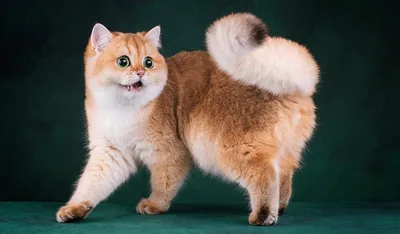 Шиншилловая кошка в полный рост - скачать jpg, png или webp