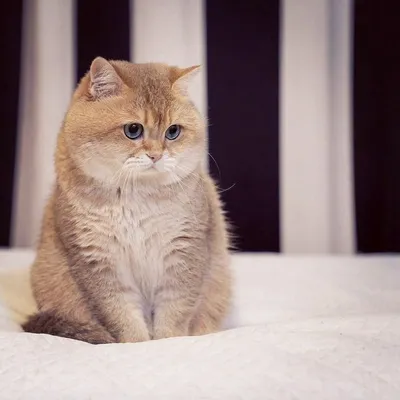 Шиншилловая кошка в диком стиле - красивые изображения