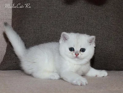 Шиншилловая кошка с шармом и грацией - фото в хорошем качестве