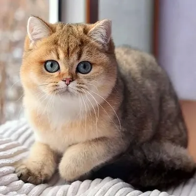 Шиншилловая кошка с умилительным выражением лица - скачать бесплатно