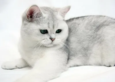 Шиншилловая кошка в милой позе - фотографии высокого разрешения