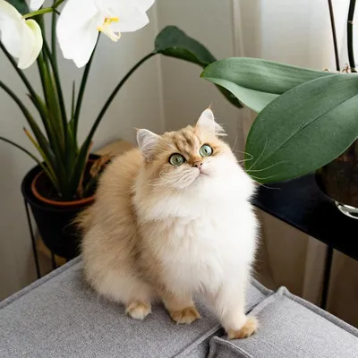 Стрекоза на Шиншилловой кошке - качественные картинки