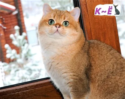 Шиншилловая кошка на обложке журнала - скачать фото в хорошем качестве