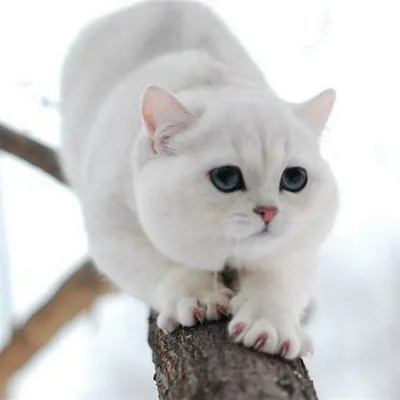 Шиншилловая кошка с элегантной прической - фото в разных форматах