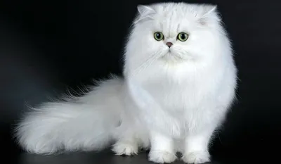 Красивые изображения Шиншилловой кошки - скачать бесплатно