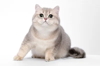 Шиншилловая кошка в серебристом оттенке шерсти - скачать jpg, png или webp