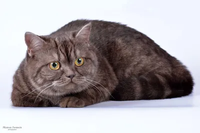 Шиншилловая кошка в позе наблюдателя - фотографии высокого разрешения