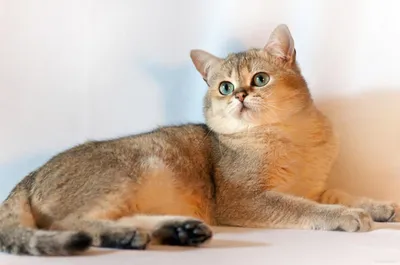 Шиншилловая кошка, ведущая игру с пером - качественные картинки