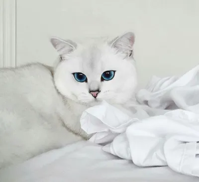 Шиншилловая кошка с неконвенциональным окрасом - скачать фото в хорошем качестве