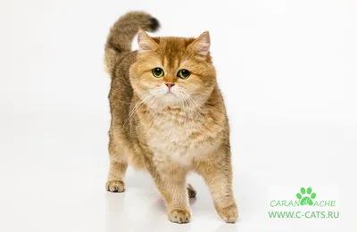Шиншилловая кошка на фоне заснеженного леса - скачать jpg, png или webp