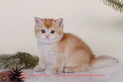 Шиншилловая кошка с небесным окрасом - фотографии высокого разрешения