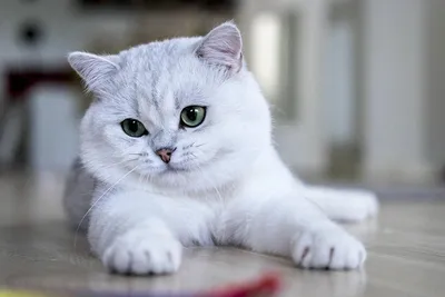 Шиншилловая кошка с искрами в глазах - качественные картинки