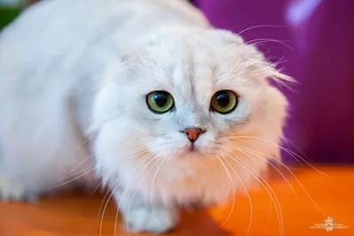Шиншилловая кошка в игре с ручьем - скачать фото в хорошем качестве