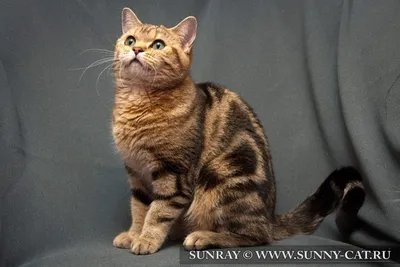 Шиншилловая кошка с загадочным видом - фото в разных форматах