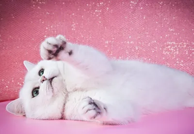 Шиншилловая кошка с мягкой и пушистой шерстью - фотографии высокого разрешения