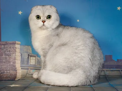 Шиншилловая кошка в сказочном окружении - скачать фото в хорошем качестве