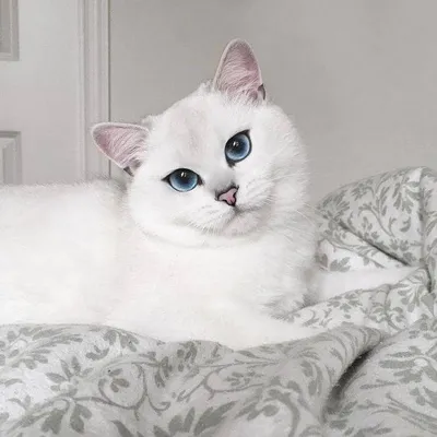 Шиншилловая кошка с интересным окрасом - фото в разных форматах