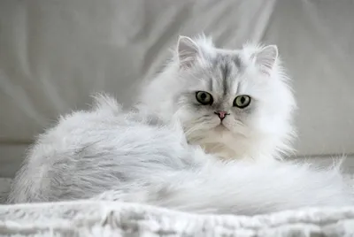 Шиншилловая кошка с весенней прической - фото в разных форматах